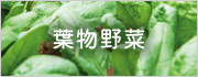 葉物野菜